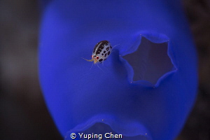 Ladybug/Tulamben,Indonesia, Canon 5D MarkIII, 100mm Lens,... by Yuping Chen 
